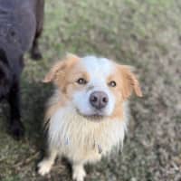 Photo of Huckleberry 