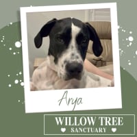 Photo of Arya