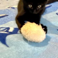 Photo of Simba & Apollo