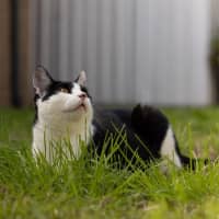 Photo of Basil   In Foster Care In Cranbourne