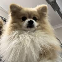 Photo of Fern