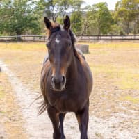 Photo of Jarrah