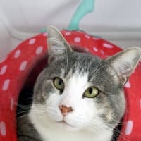 Photo of Flash Sta012942