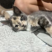 Photo of Smoochie