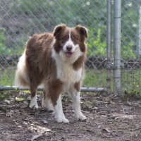 Photo of Rusty