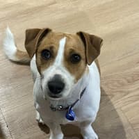 Photo of Elsa   3 Year Old Jack Russell X (Trial)