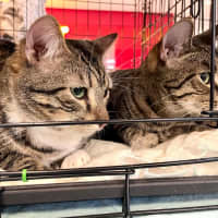 Photo of Spaghetti & Julian 
