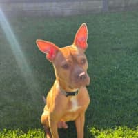 Photo of Koba   1.5 Year Old American Staffy X Kelpie