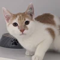 Photo of Puck