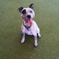 Photo of Bluey