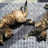 Photo of Tequila / Jaeger