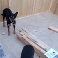 Photo of Rocky & Max   8 & 6 Year Old Kelpies