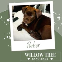 Photo of Parker