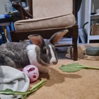 Photo of Cutiepies Lola & Thumper