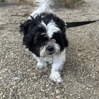 Photo of Tikki