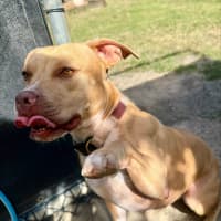 Photo of Luna