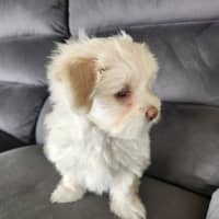 Photo of Bon Bon   8 Week Old Shih Tzu X Maltese (Trial)