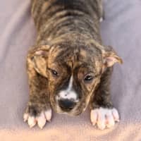 Photo of Gidget