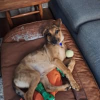 Photo of Gabby   5 Month Old German Shepherd X