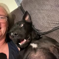 Photo of Remy   2 Year Old Staffy X Kelpie