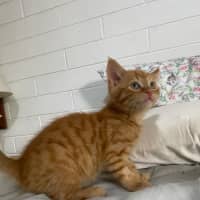 Photo of Hercules   Located In Ashwood