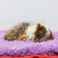 Photo of Shirley
