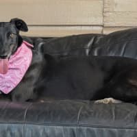 Photo of Lucy   4 Year Old Greyhound