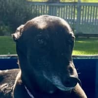 Photo of Sakura, The Greyound