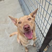 Photo of Trooper! 🦺