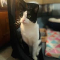 Photo of Bubbles   Assisted Rehome