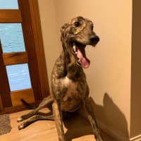 Photo of Doug, The Brindle Greyhound