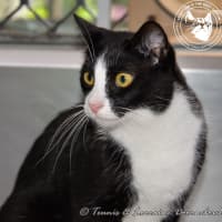 Photo of Leo And Lacy   Bonded Pair