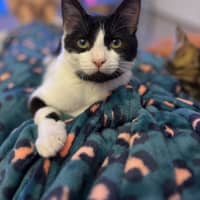 Photo of Pickle