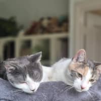 Photo of Cassidy / Cooper