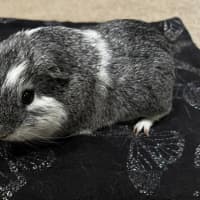 Photo of Oreo