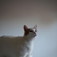 Photo of Waverley