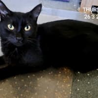 Photo of Nyx