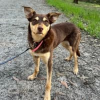 Photo of Maple