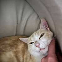 Photo of Daisy