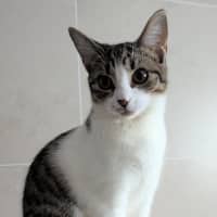 Photo of Juno