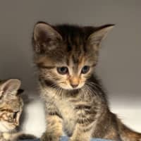 Photo of Nutmeg