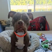 Photo of Maxie   21 Month Old Staffy X Boxer