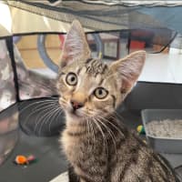 Photo of Hubble (K63)