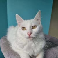 Photo of Theia 