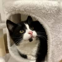 Photo of Jasper   In Foster In Doreen