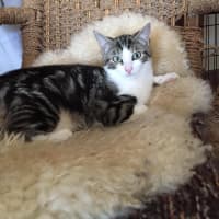 Photo of Mr Shmeagal