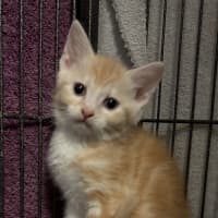 Photo of Buttercup (Butters)