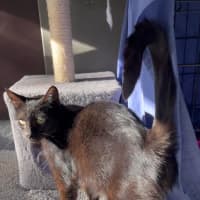 Photo of Bellatrix 