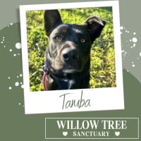 Photo of Tamba