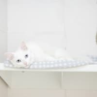 Photo of Pixie